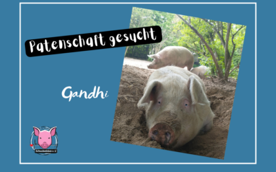 Patenschafts-Frei-Tag: Großschwein Gandhi