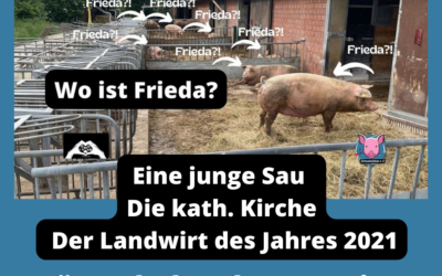 Schweine-Dame Frieda, die kath. Kirche und der Stautenhof (oder: Lügen haben kurze Beine)