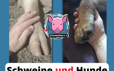 Schweine und Hunde