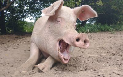 Schmusen mit Eber Loki