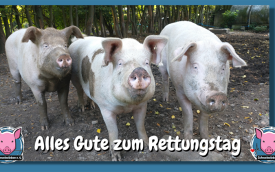 Drei Schweine und ein Tag im Sommer 2020