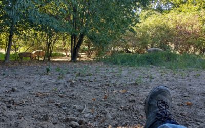 Familie (mit Schweinen)