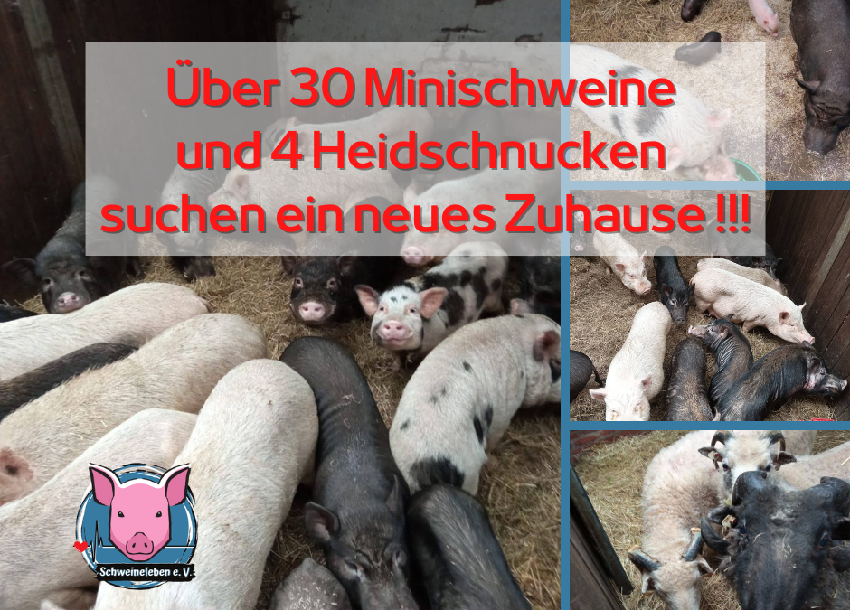 Vermittlungshilfe – Minischweine u. Heidschnucken in 26670 Uplengen / Niedersachsen suchen dringend ein neues Zuhause