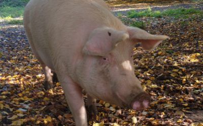 Kleine Sau Freya – genannt „Popolina“