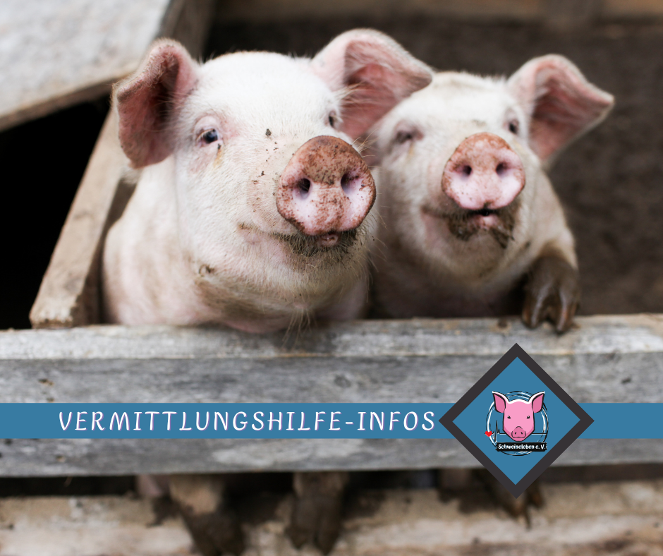 Vermittlungshilfe Infos für Schweine