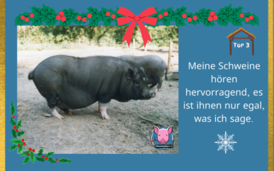 Adventskalender – Stalltor 3