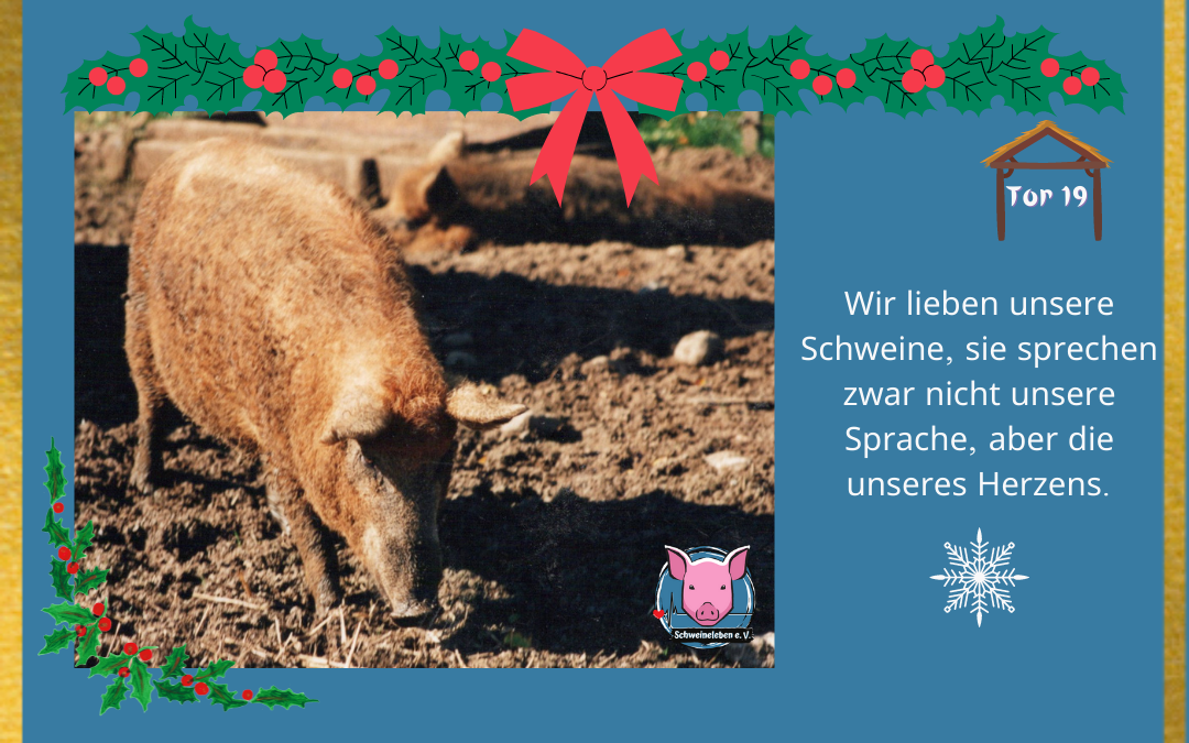 Schweineleben Adventskalender Tor 19