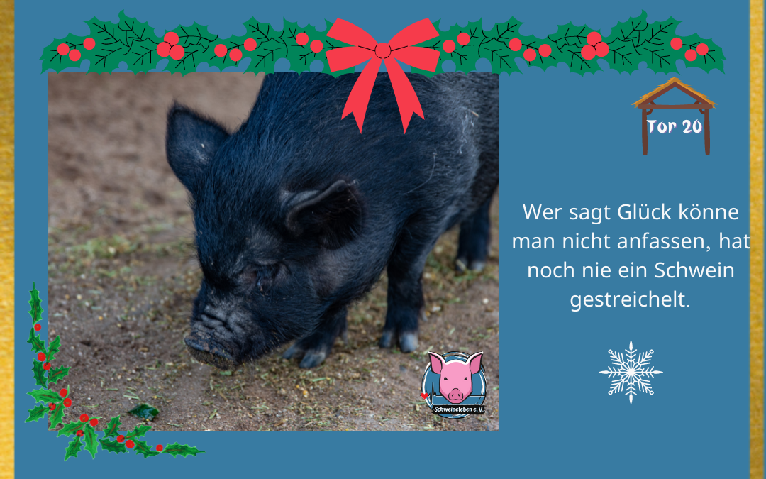 Schweineleben Adventskalender Tor 20