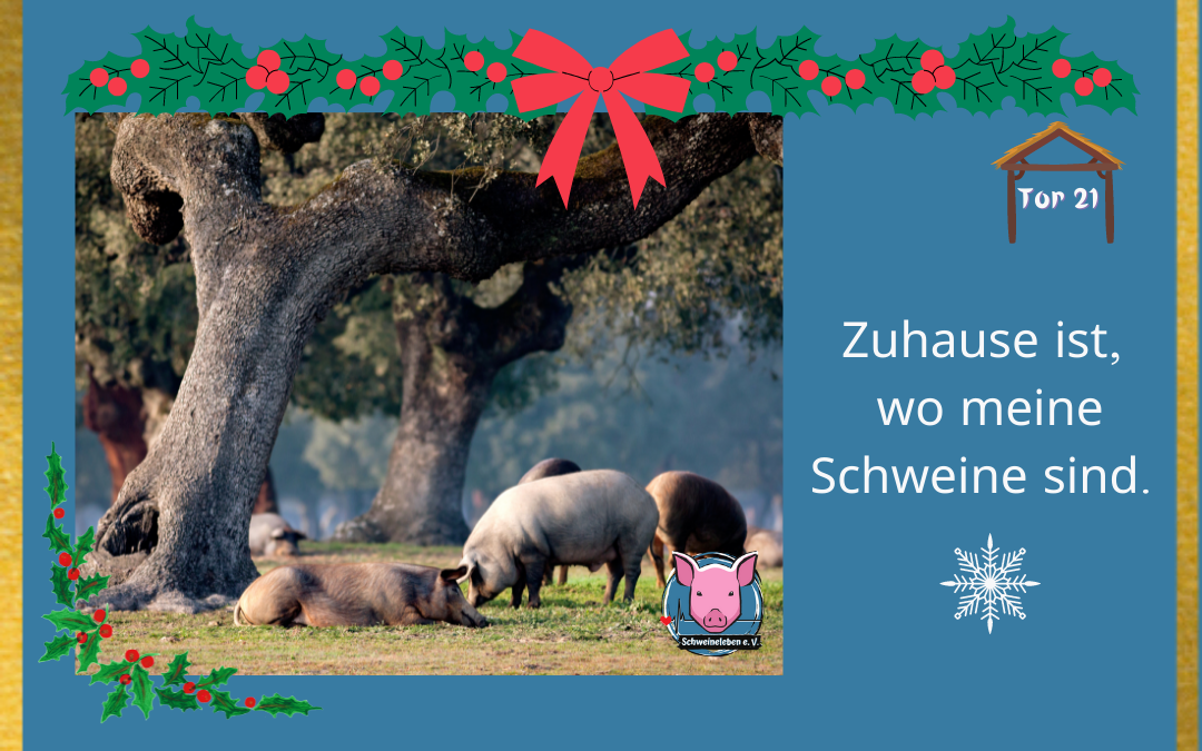 Schweineleben Adventskalender Tor 21