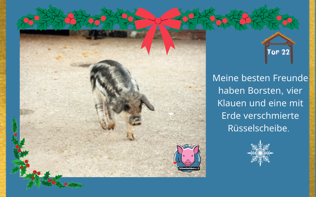 Schweineleben Adventskalender Tor 22