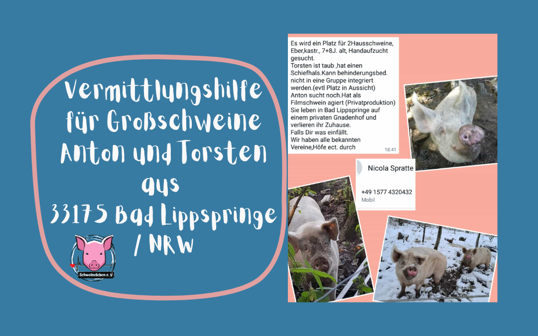 Vermittlungshilfe für 2 Großschweine aus 33175 Bad Lippspringe / NRW