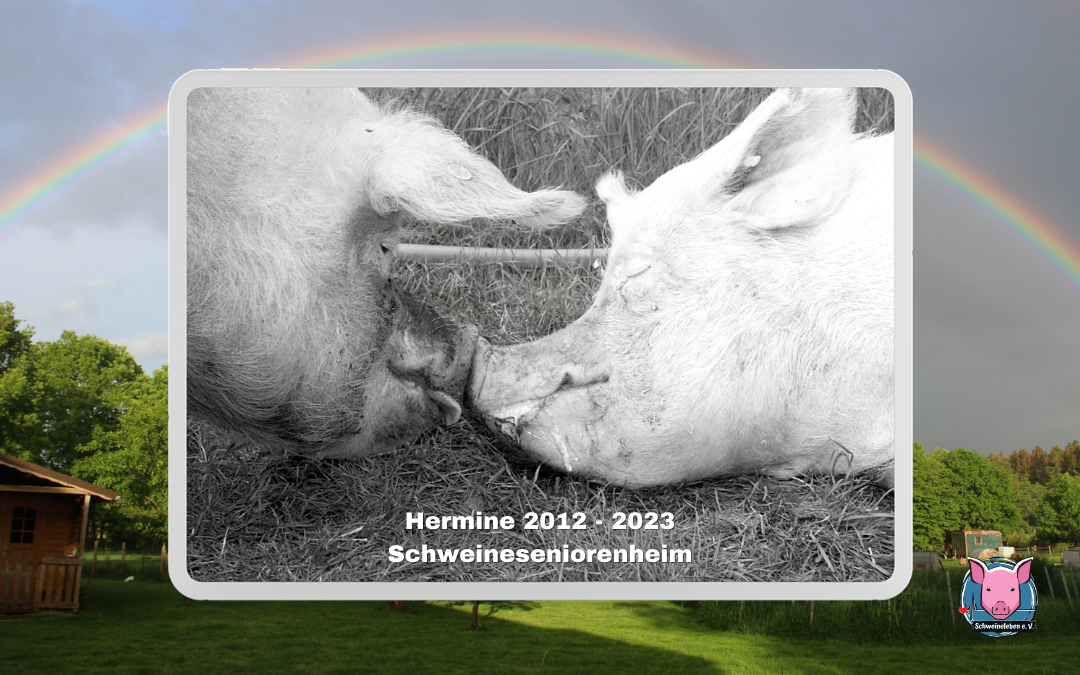 Nachruf – Hermine (Schweineseniorenheim)