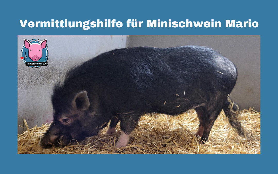 Vermittlungshilfe – Minischwein Mario aus Emmerthal / Niedersachsen