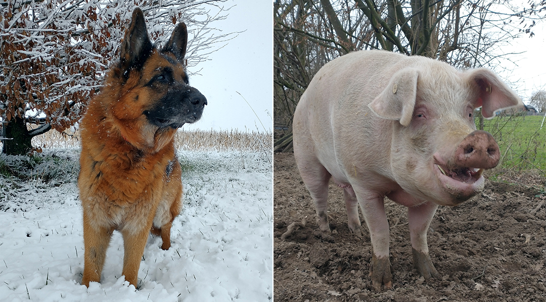 Hund Dexter und Schwein Loki