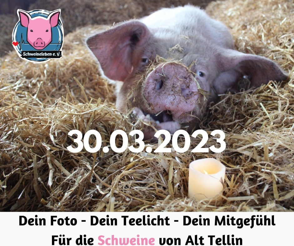 hp_rosaliemitkerze Nie wieder Alt Tellin Fotoaktion