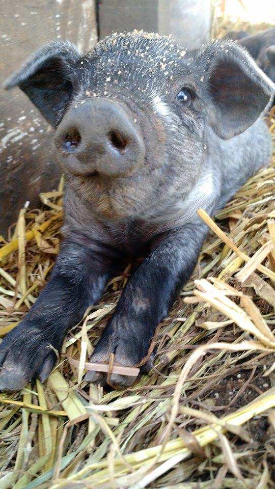Schweinerassen der Welt - Moura / Brasilien