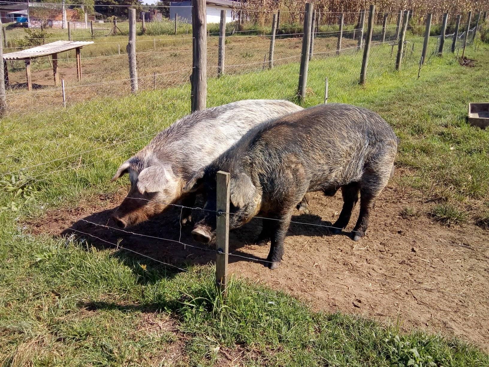 Schweinerassen der Welt - Moura / Brasilien