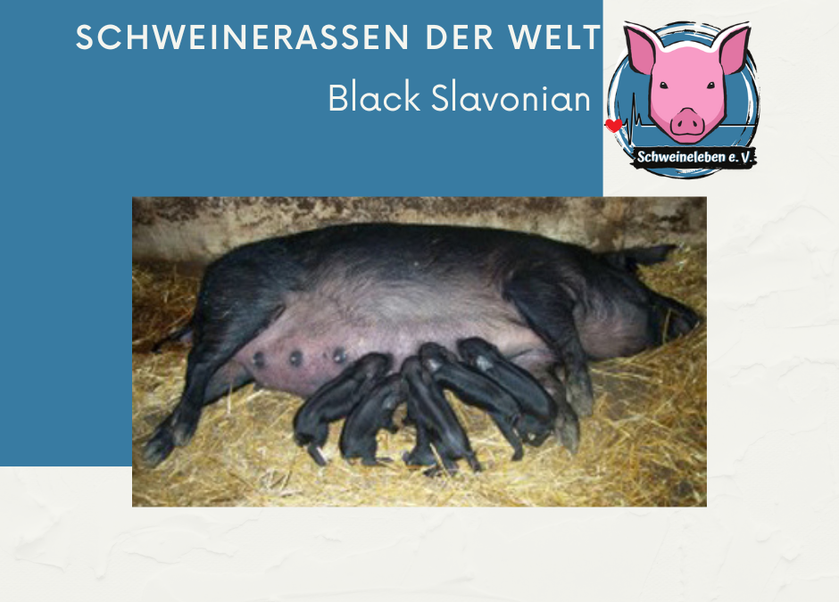 Schweinerassen der Welt – Black Slawonian / Kroatien