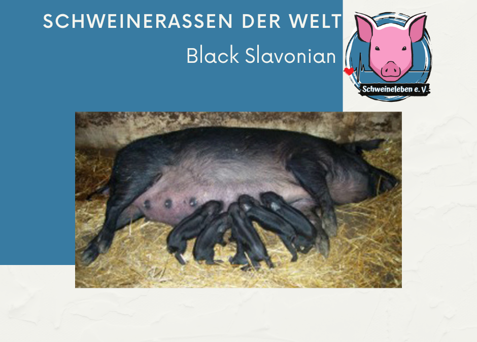 Schweinerassen der Welt - Black Slavonian