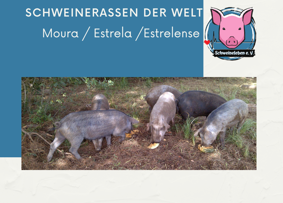 Schweinerassen der Welt - Moura / Estrela / Estrelense