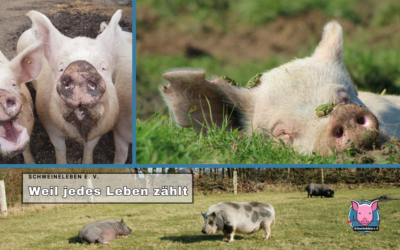 Dt. Tierschutzpreis – Schweineleben e. V. hat sich beworben
