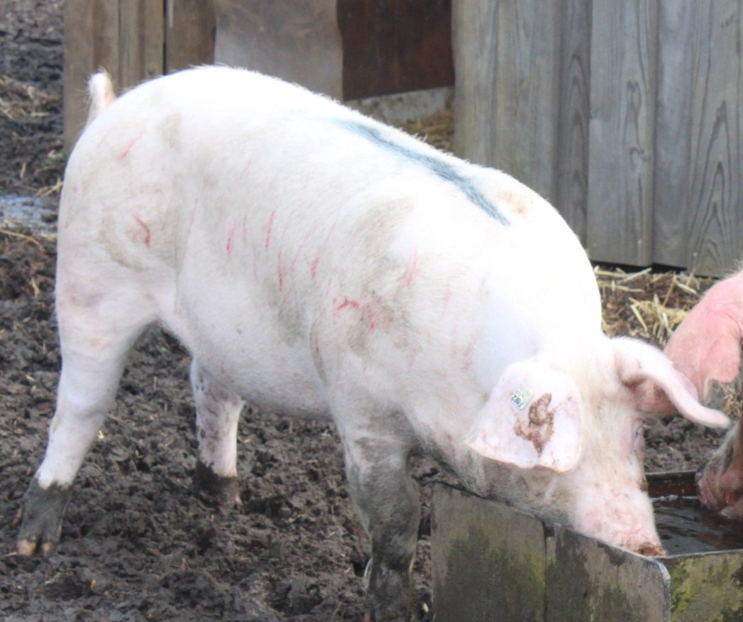 lisbeth1_ausgeschnitten Lisbeth - Schweineseniorenheim Ankunft