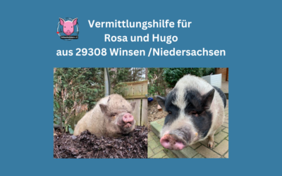 Vermittlungshilfe für zwei 11-jährige Minischweine aus 29308 Winsen / Niedersachsen