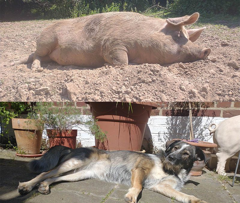 Schwein und Hund – zwei Sonnenanbeterinnen