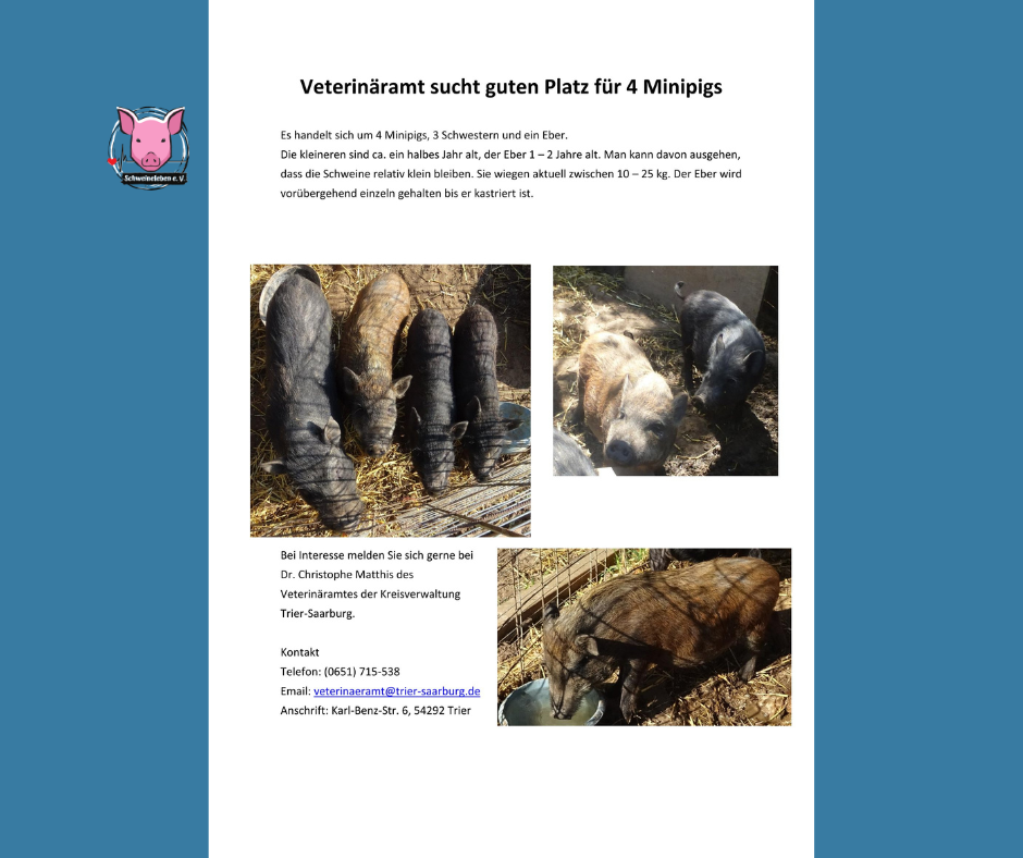 Vermittlungshilfe für 4 Minischweine vom Veterinäramt Trier-Saarburg