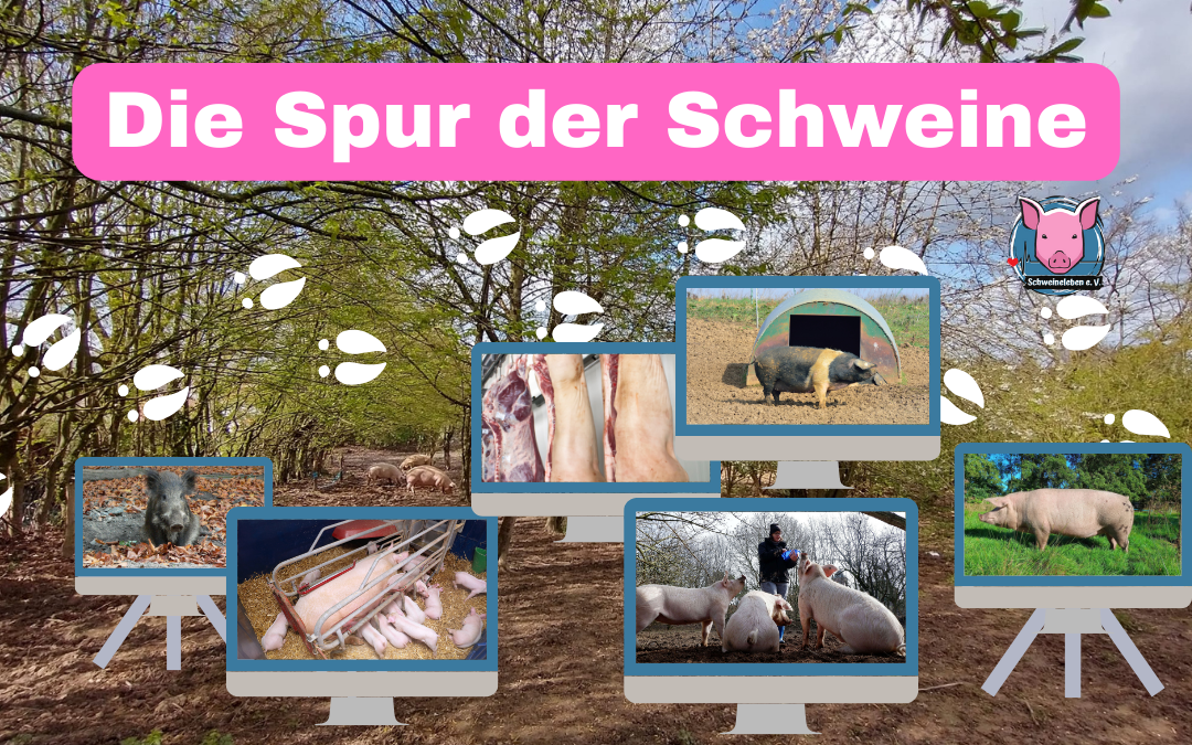 Spur der Schweine