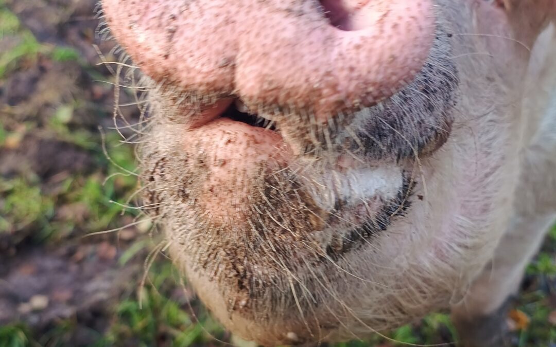 Gandhi unserer wunderbar duftender Schweinemann