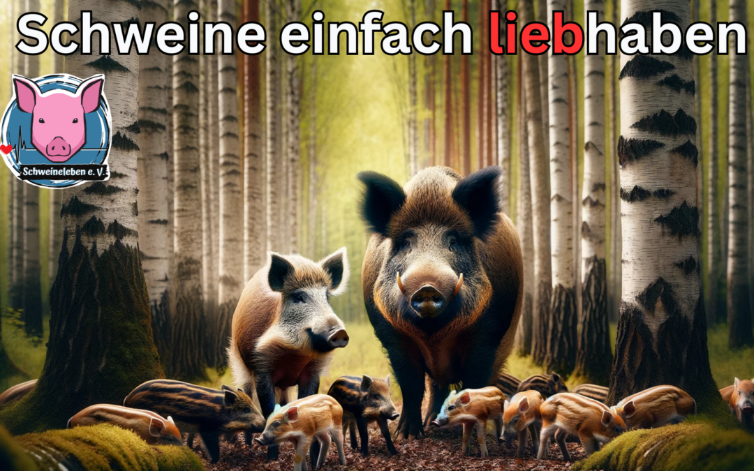 Wildschweine im Birkenwald