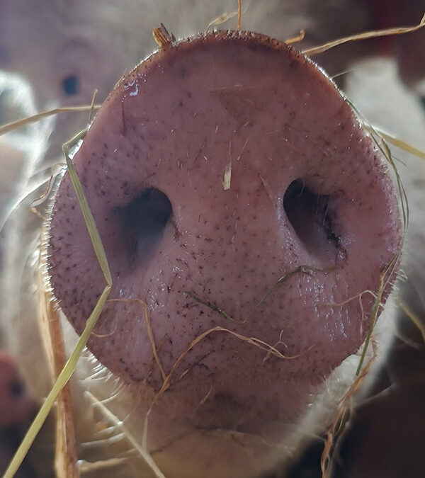 Die Nase der Schweine – ein starkes Stück…