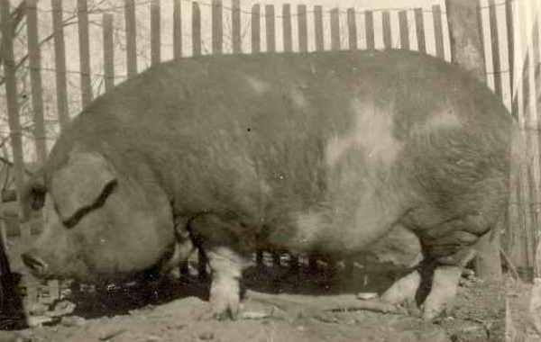 Poland China - Big Bill größtes Schwein