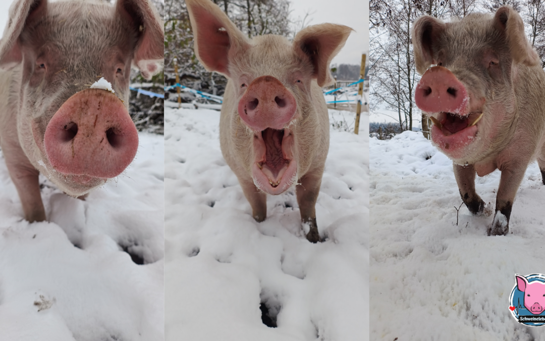 Unsere Schweine Loki, Freya und Gandhi im Schnee