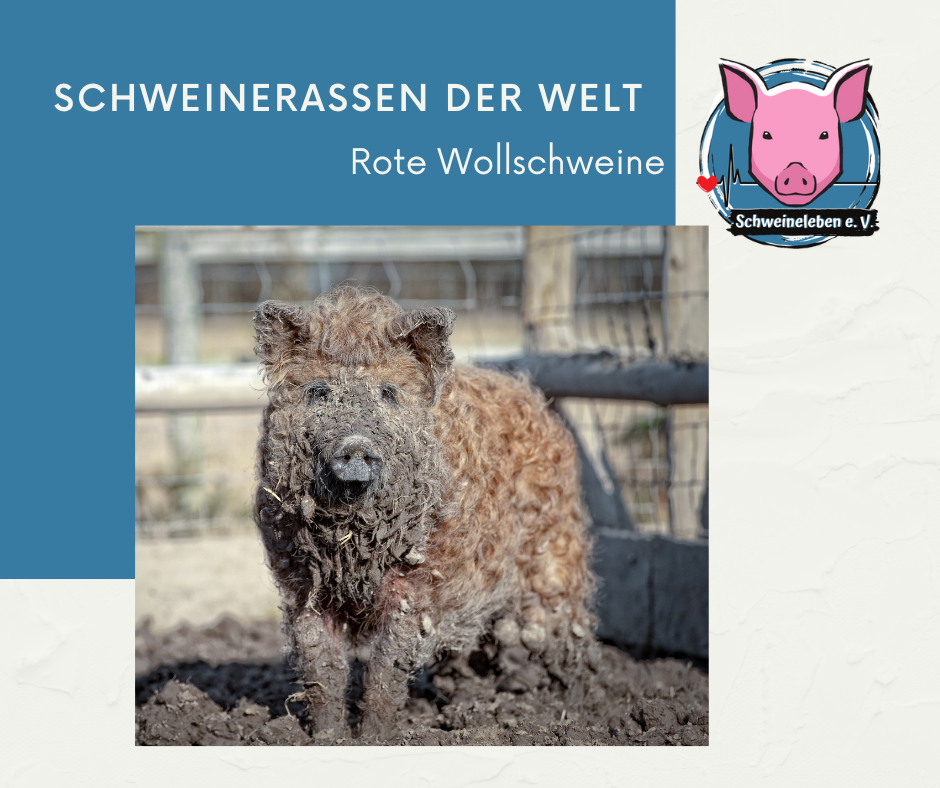 Schweinerassen der Welt - Rotes Wollschwein