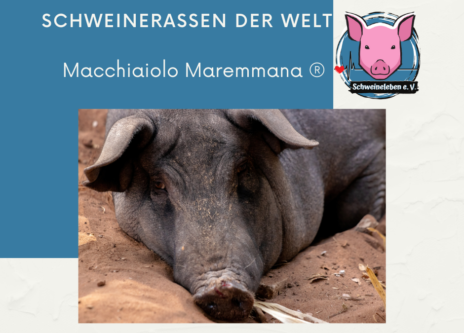 Schweinerassen der Welt – Macchiaiolo Maremmana® aus Italien