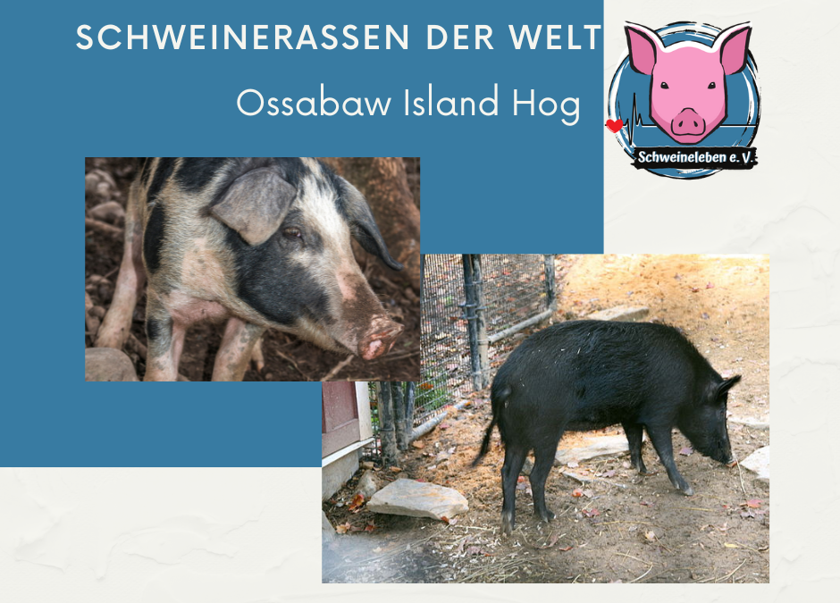 Schweinerassen der Welt – Ossabaw Island Hog / USA