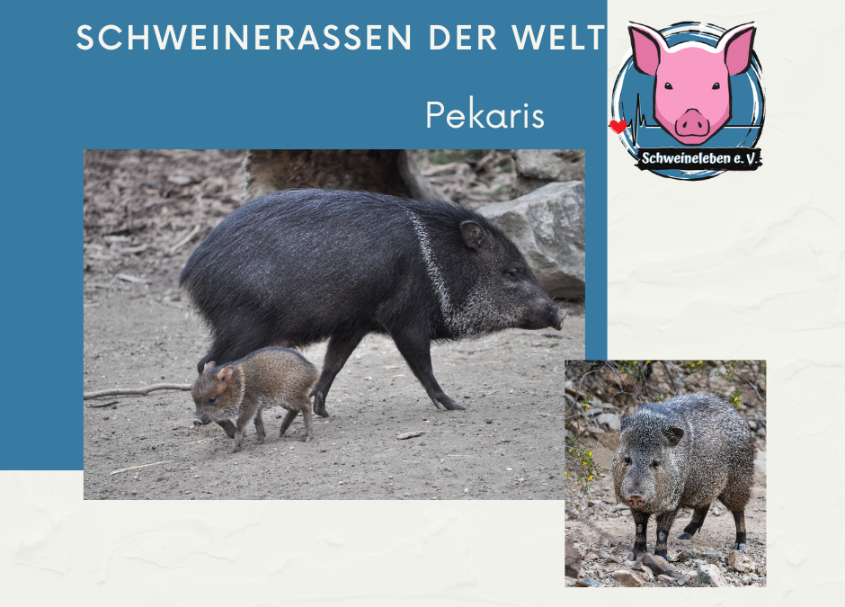 Schweinerassen der Welt - Pekaris