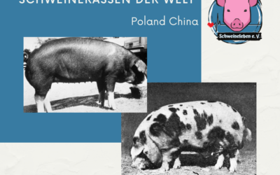 Schweinerassen der Welt – Poland China