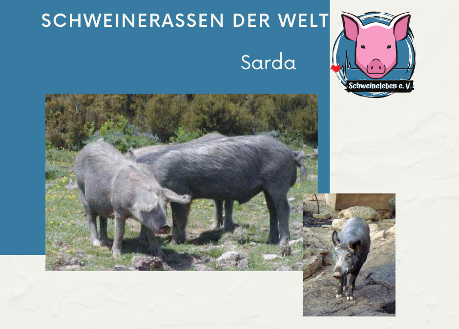 Schweinerassen der Welt - Suino Sarda oder Porcu Sardu