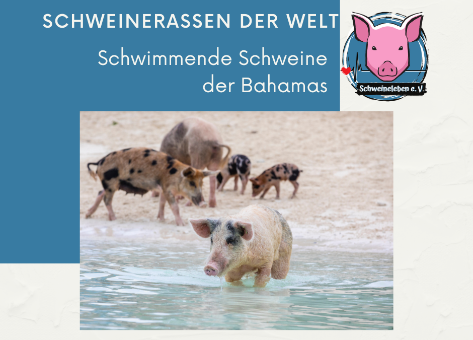 Schweinerassen der Welt - Schwimmende Schweine Bahamas