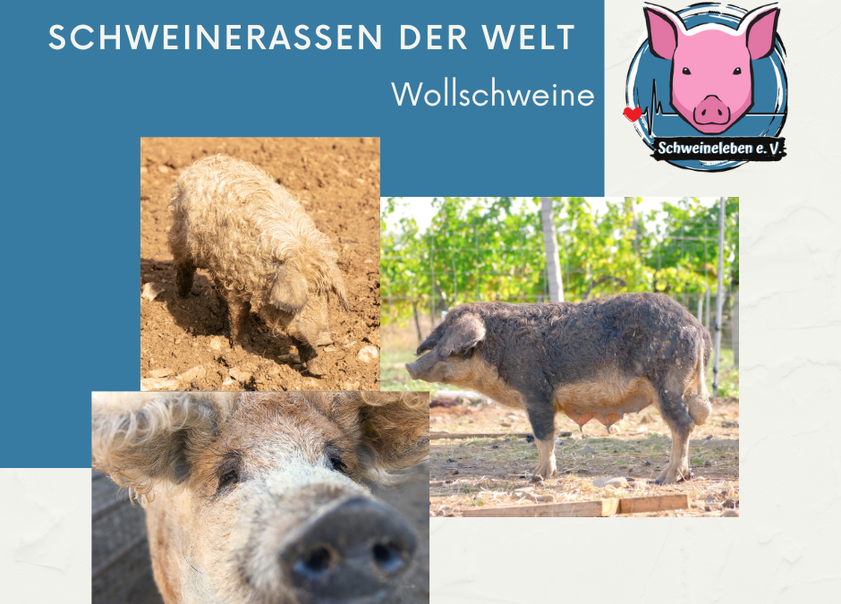 Schweinerassen der Welt - Wollschweine