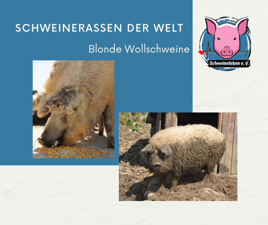 Schweinerassen der Welt - Blondes Wollschwein