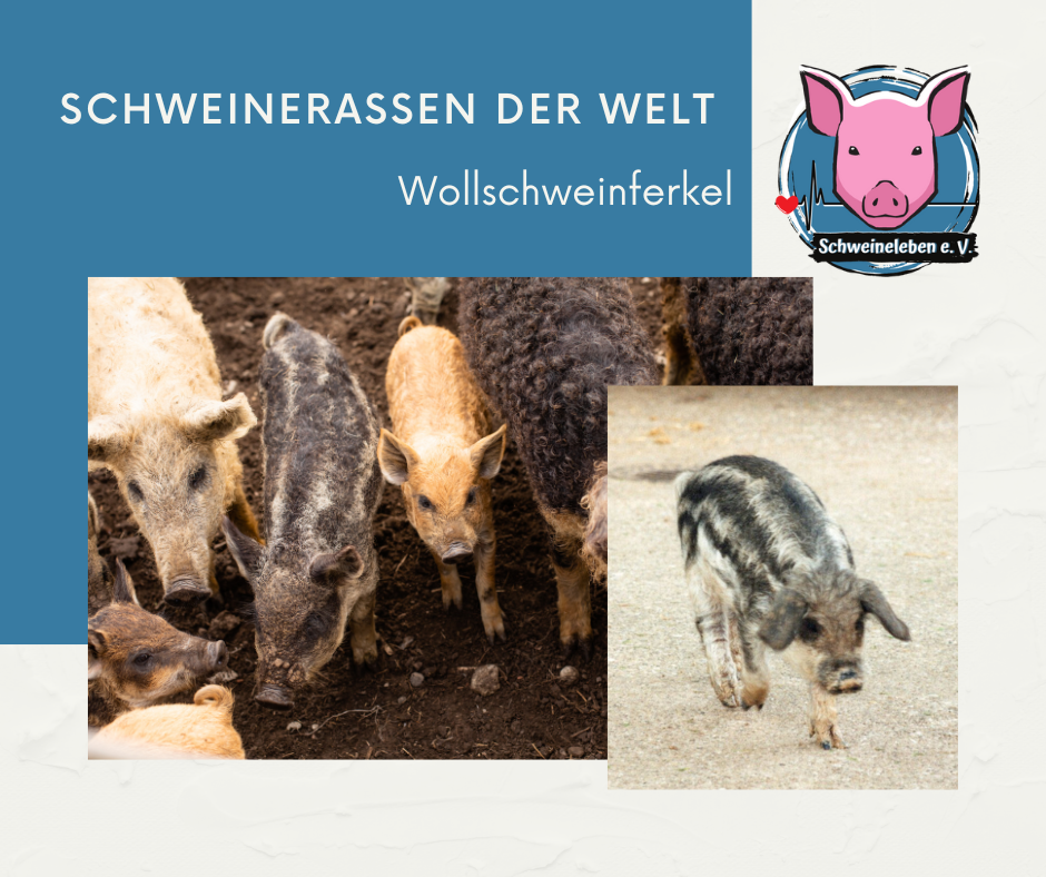 Schweinerassen der Welt - Wollschweine Mangaliza Ferkel