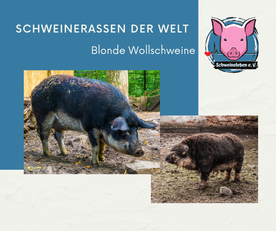 Schweinerassen der Welt - Schwalbenbauch Wollschwein