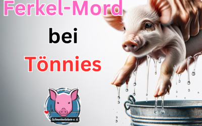 Ferkel-Mord bei Tönnies