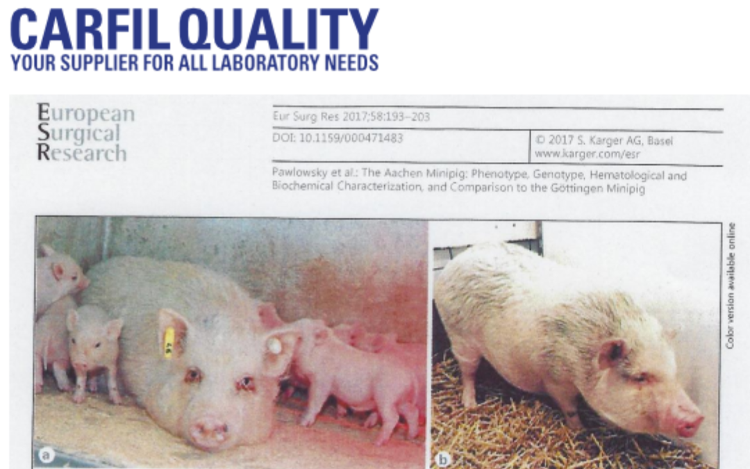 Aachener Minischwein - Schweine im Tierversuch - Laborschweine