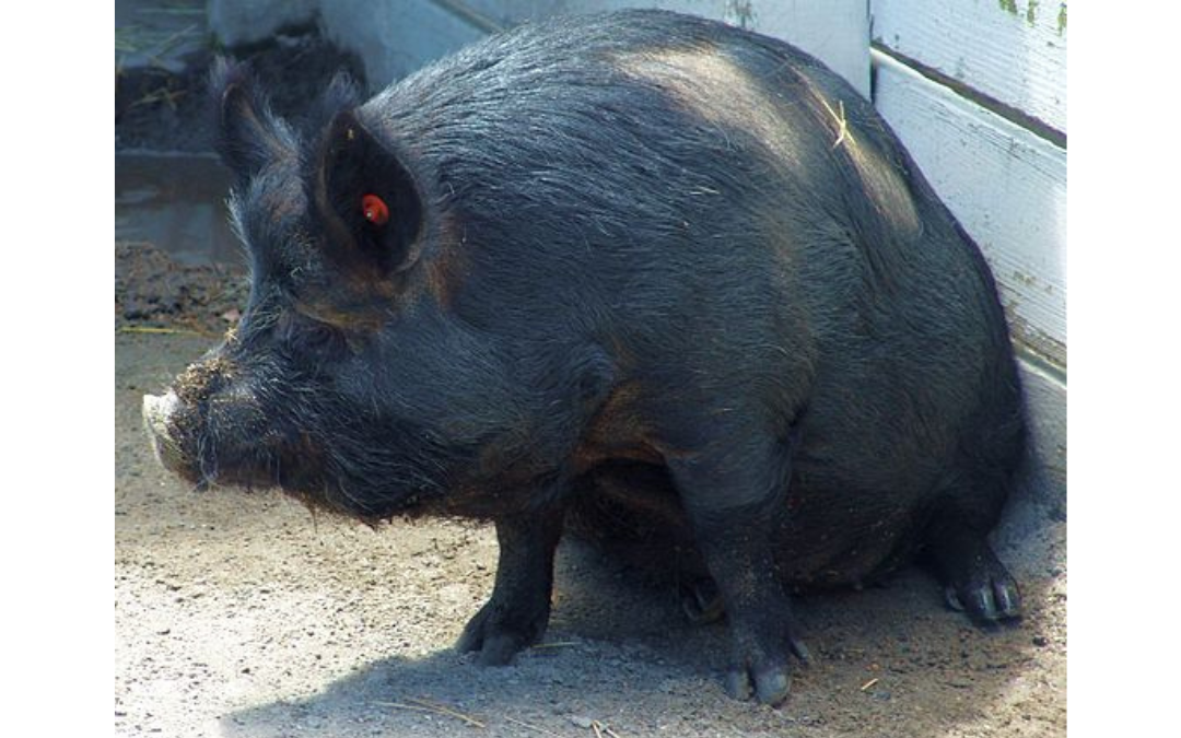 Minischweinrassen - afrikanische Guinea Hog