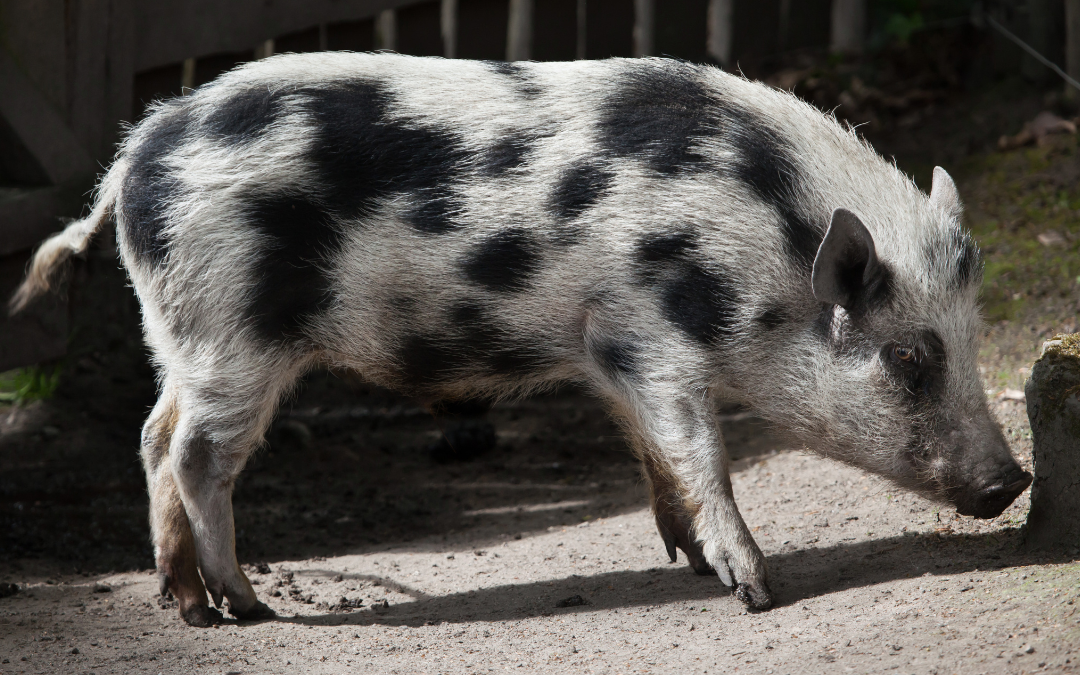 Minischweinerassen - Julianer